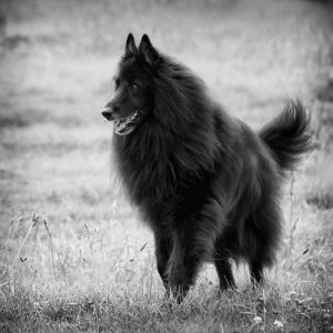 Belgian Sheepdog with flowing fur.jpg